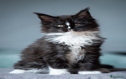Maine Coon cats for sale: Pedigree Maine Coon Kittens (TICA) - Image 26