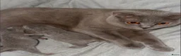 British Shorthair cats for sale: British Shorthair Kitten - Advert 26