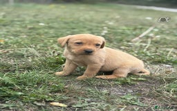 Labrador Retriever dogs for sale: Gorgeous Labrador puppies - Image 6