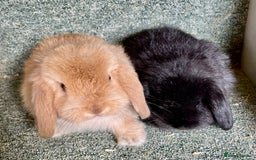 Mini Lop rabbits for sale: Mini lop beautiful babies - Advert 4