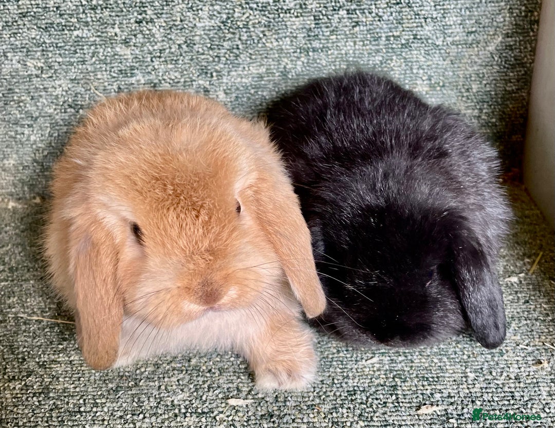 Mini Lop rabbits for sale: Mini lop beautiful babies - Advert 4
