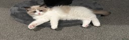Ragdoll cats for sale: Handsome GCCF Registered Ragdoll Boys 😻 - Advert 3