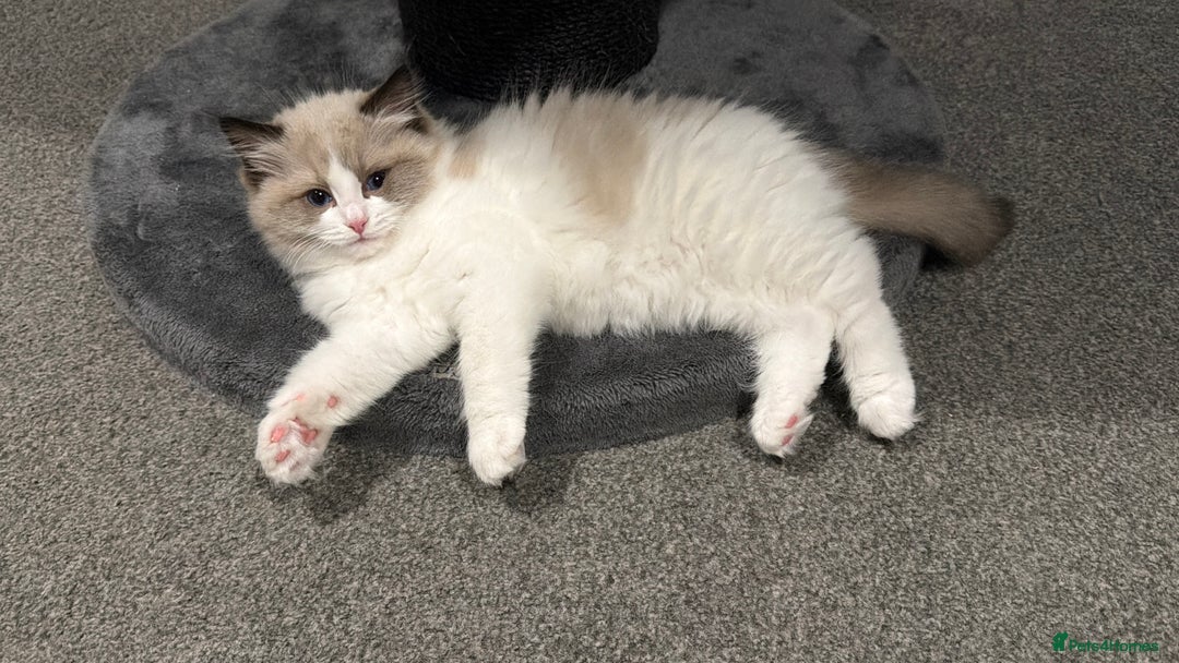 Ragdoll cats for sale: Handsome GCCF Registered Ragdoll Boys 😻 - Advert 3