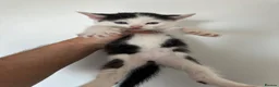 Mixed Breed cats for sale: British Short hair mix kittens - Advert 5