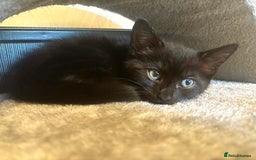 Norwegian Forest Cat cats for sale: Beautiful fluffy kittens - Image 35