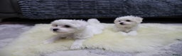 Maltese dogs for sale: Gorgeous Maltese puppies - Advert 3