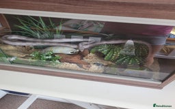Corn Snake reptiles for sale: Corn snake in Spalding - Image 7