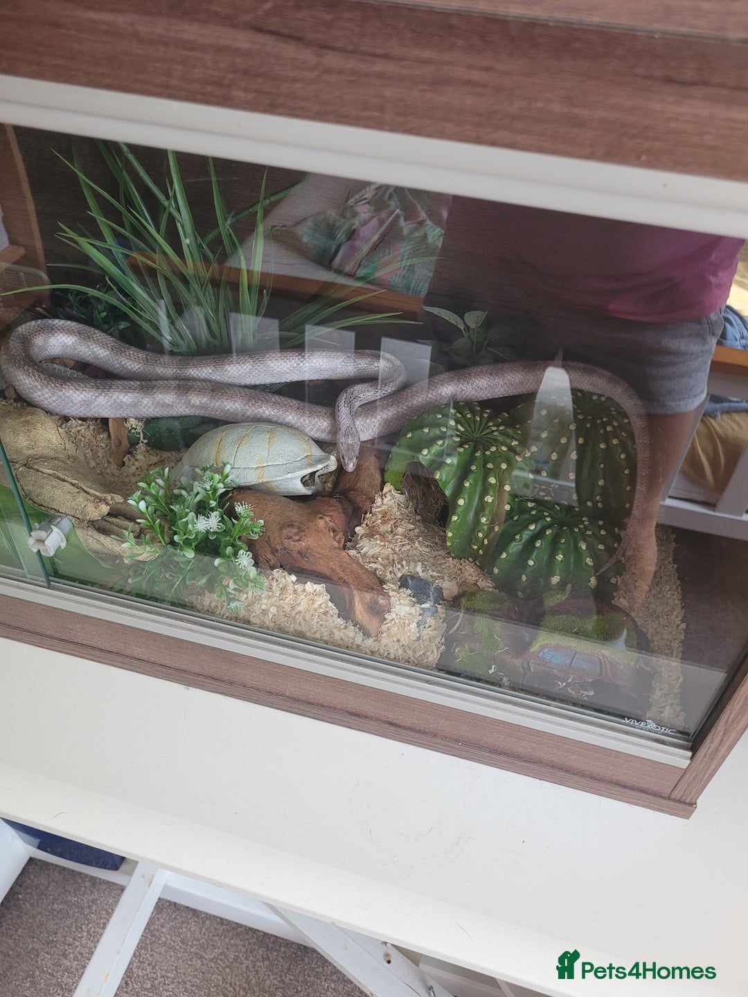 Corn Snake reptiles for sale: Corn snake in Spalding - Image 7