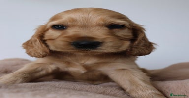 Cocker Spaniel dogs - Advert 5