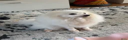 Pomeranian dogs for sale: Pomeranian for sale (female) in Aldershot - Advert 4