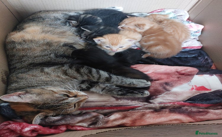 Domestic Shorthair cats - Advert 4