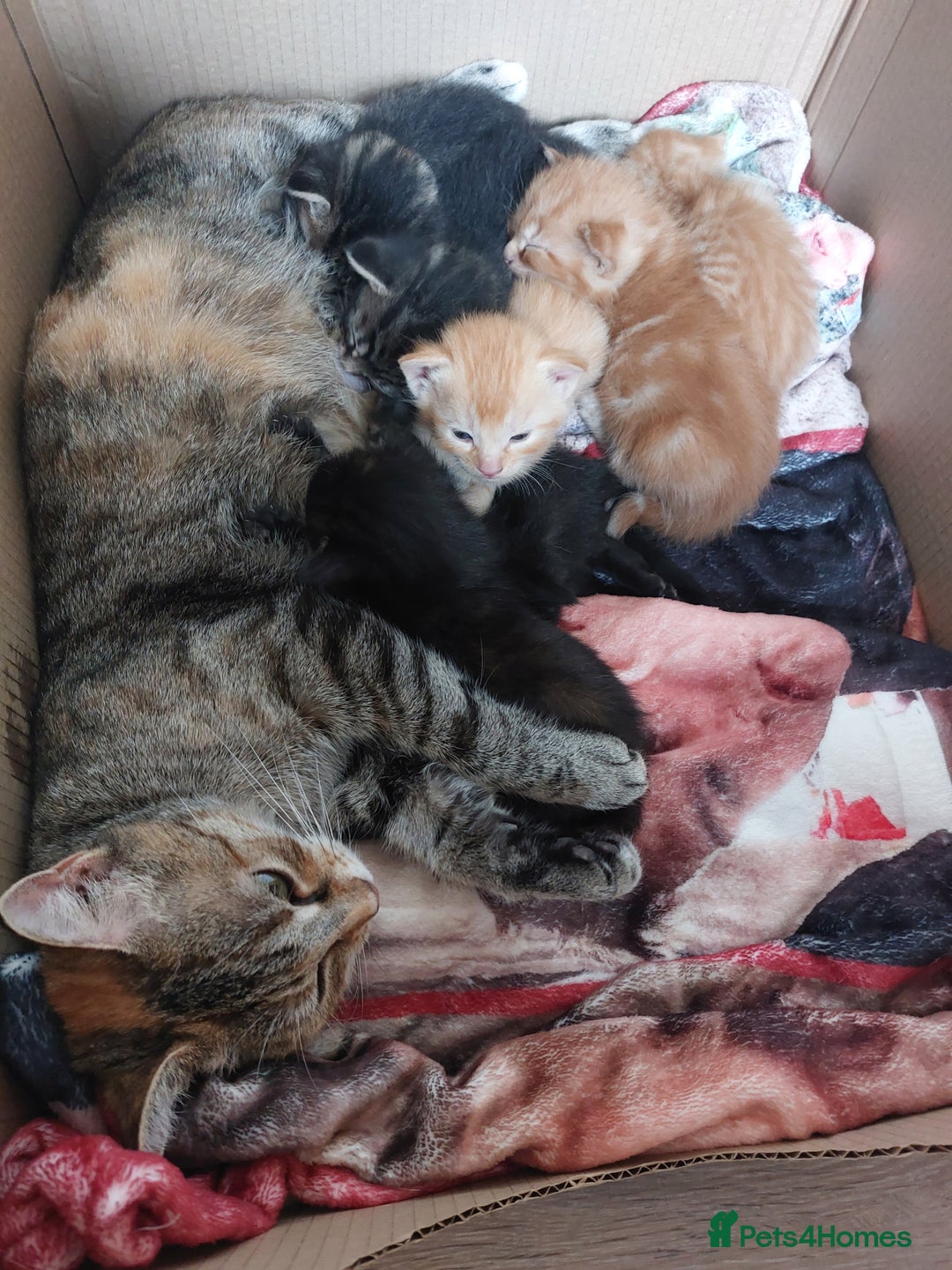 Domestic Shorthair cats for sale: Kittens  - Image 1