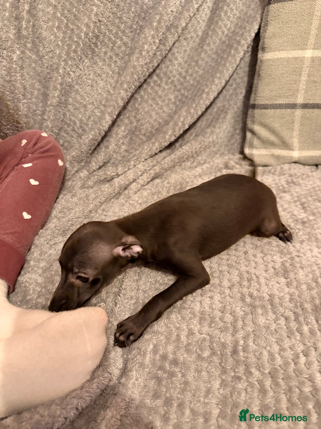Italian Greyhound dogs for sale: KC registered Italian puppy’s  - Advert 5