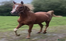 Arabian horse horses for sale: ARABIAN pb  - Image 1