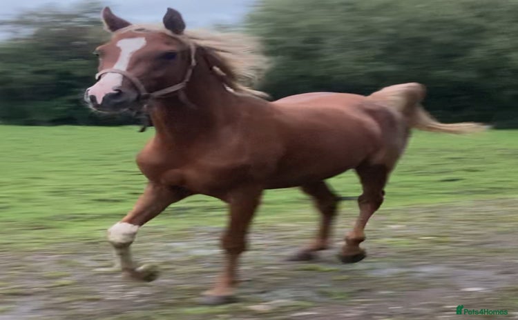 Arabian horse horses - Advert 1