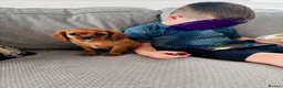 Cavalier King Charles Spaniel dogs for sale: Cavalier King Charles puppies - Advert 6