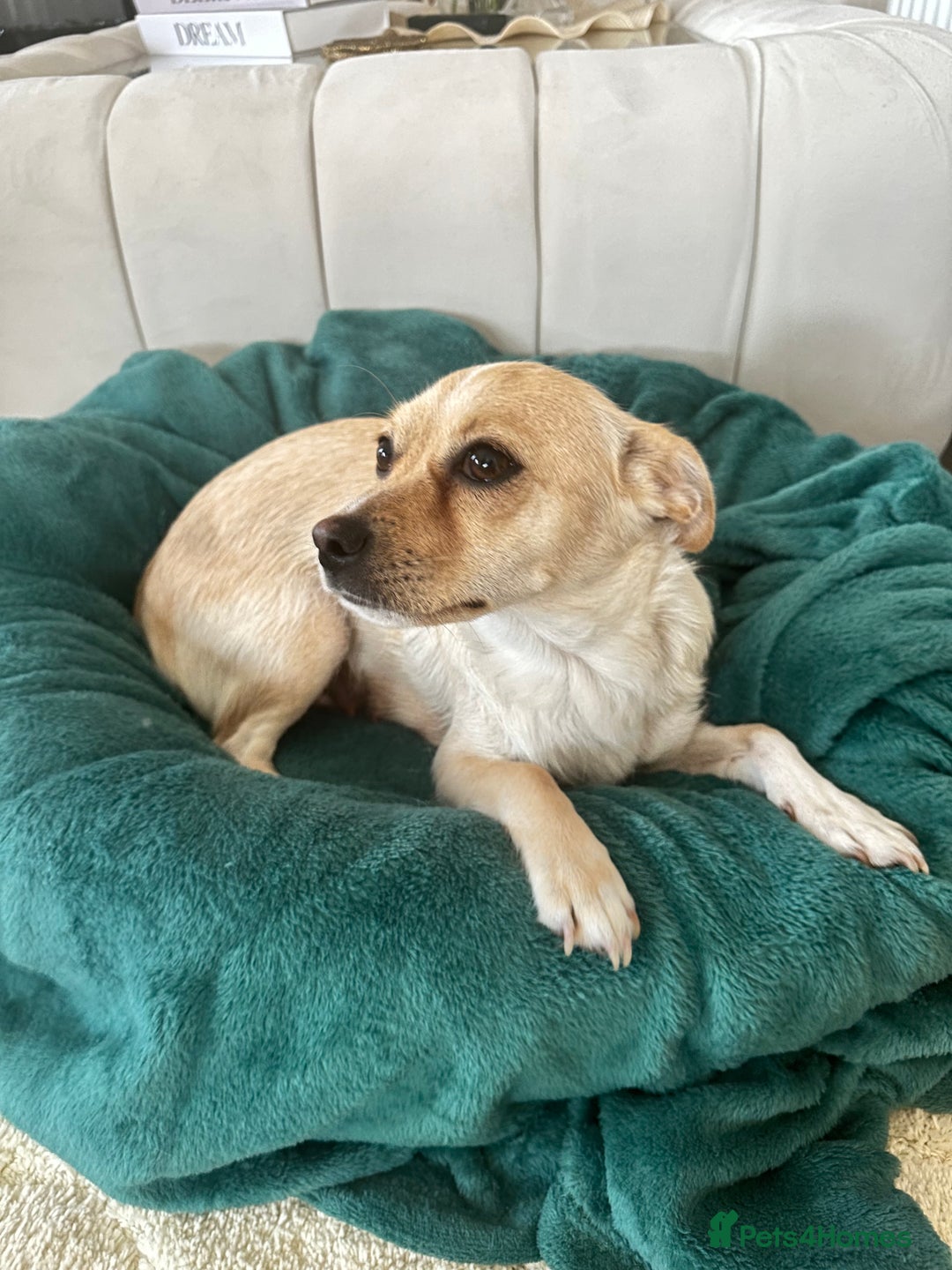 Mixed Breed dogs for sale: Pugs x chihuahua puppies for sale - Image 7