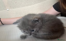 Mixed Breed cats for sale: Grey kittens  - Image 17
