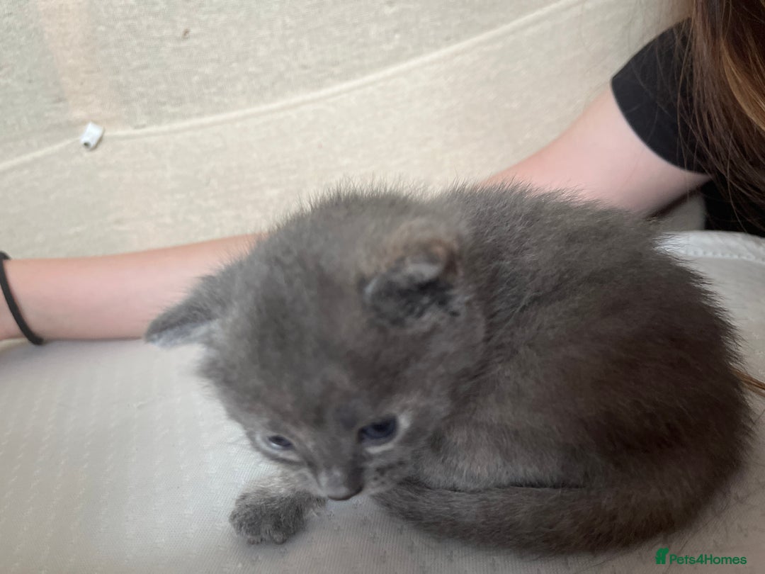 Mixed Breed cats for sale: Grey kittens  - Image 17