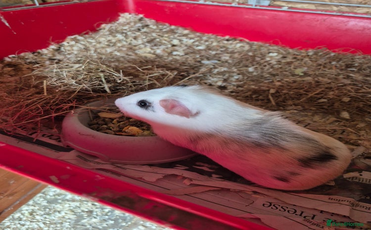 Guinea Pig rodents - Advert 2