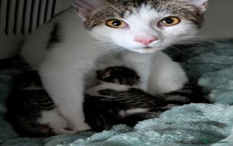 Mixed Breed cats for sale: 4 stunning kittens  - Image 8
