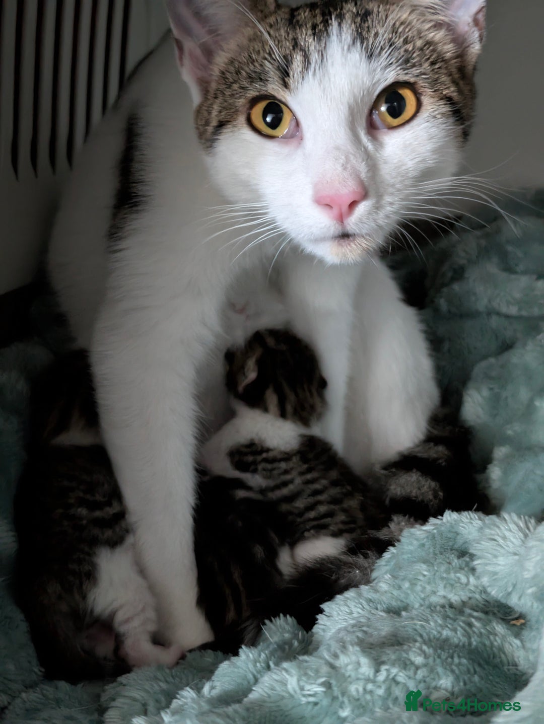 Mixed Breed cats for sale: 4 stunning kittens  - Image 8