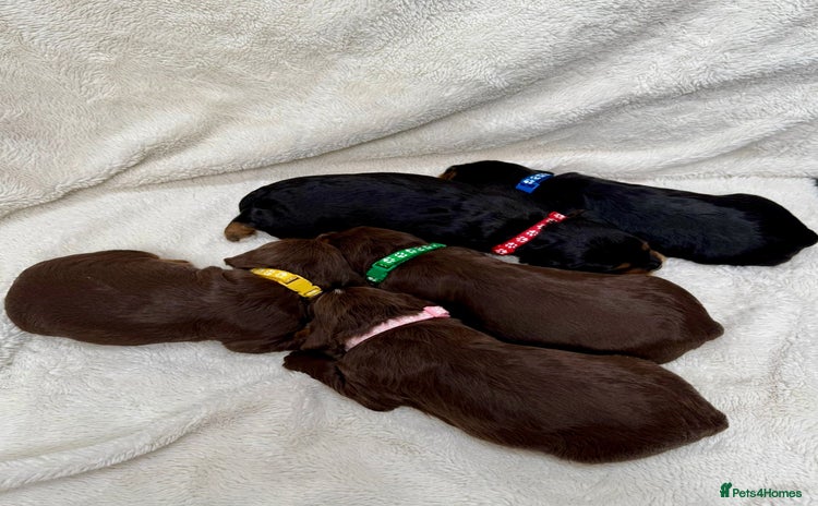 Cocker Spaniel dogs - Advert 4