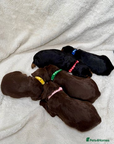 Cocker Spaniel dogs for sale - Advert 3