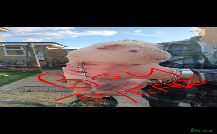 Guinea Pig rodents Guinea pigs  - Advert 13