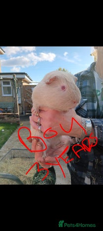 Guinea Pig rodents Guinea pigs - Advert 13