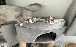 Persian cats for sale: Persian cross kittens  - Image 5