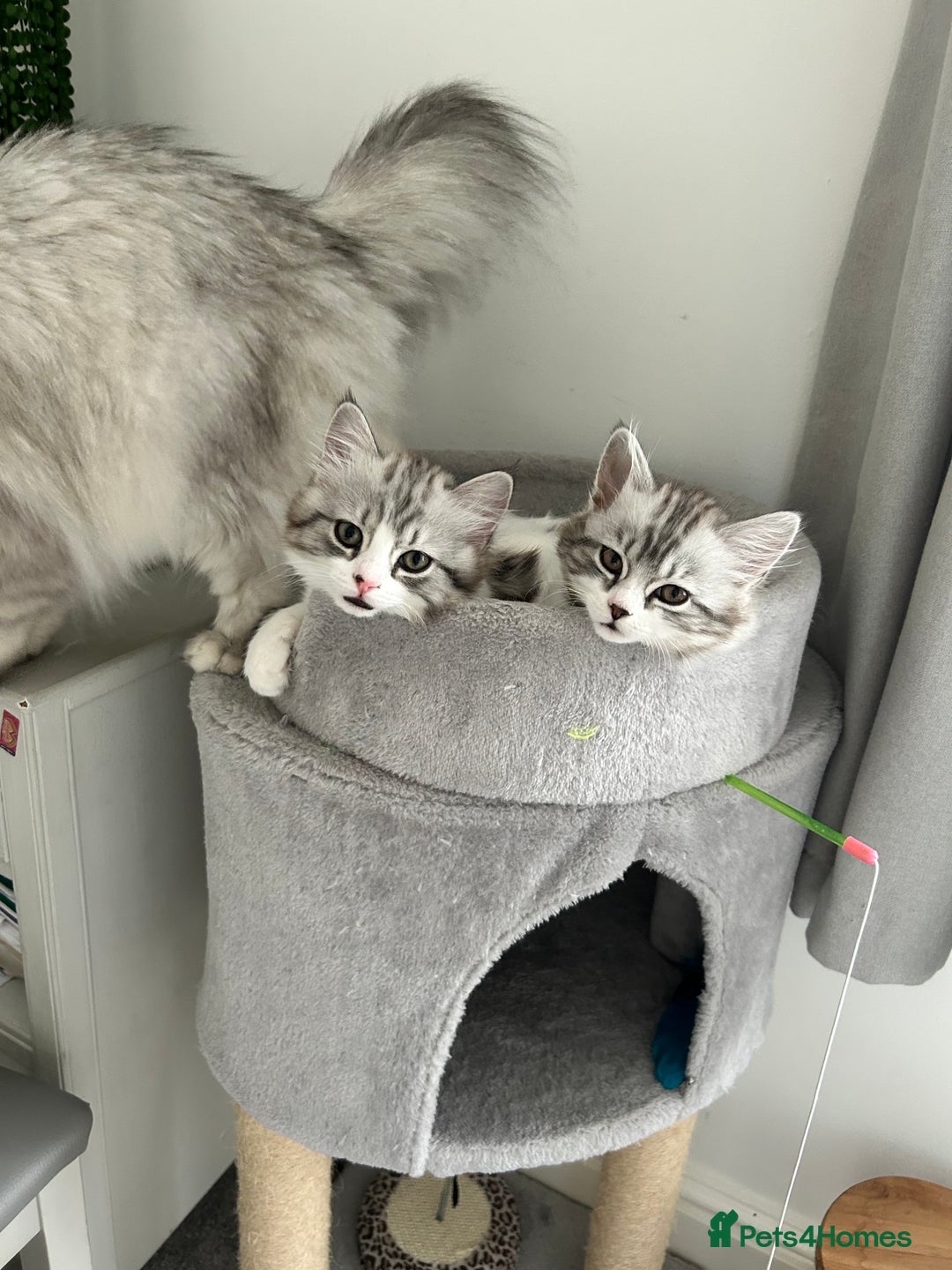 Persian cats for sale: Persian cross kittens  - Image 5