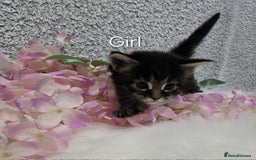 Maine Coon cats for sale: 6 Maine Coone kittens. - Image 3