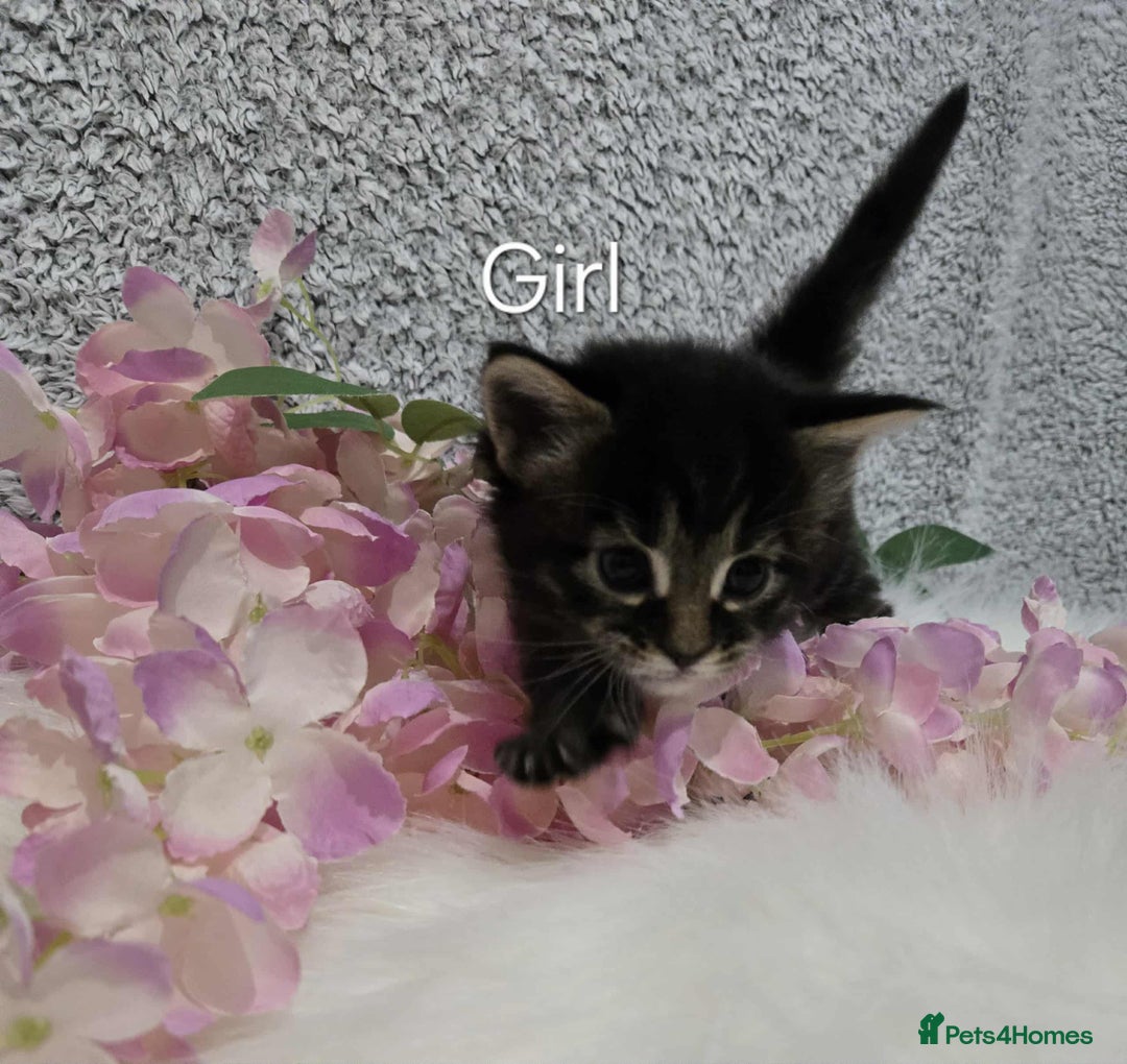 Maine Coon cats for sale: 6 Maine Coone kittens. - Image 3