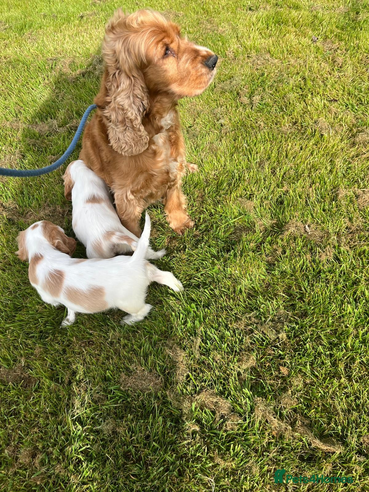 Cockalier dogs Cockalier cuties 🌸🌸 - Advert 2