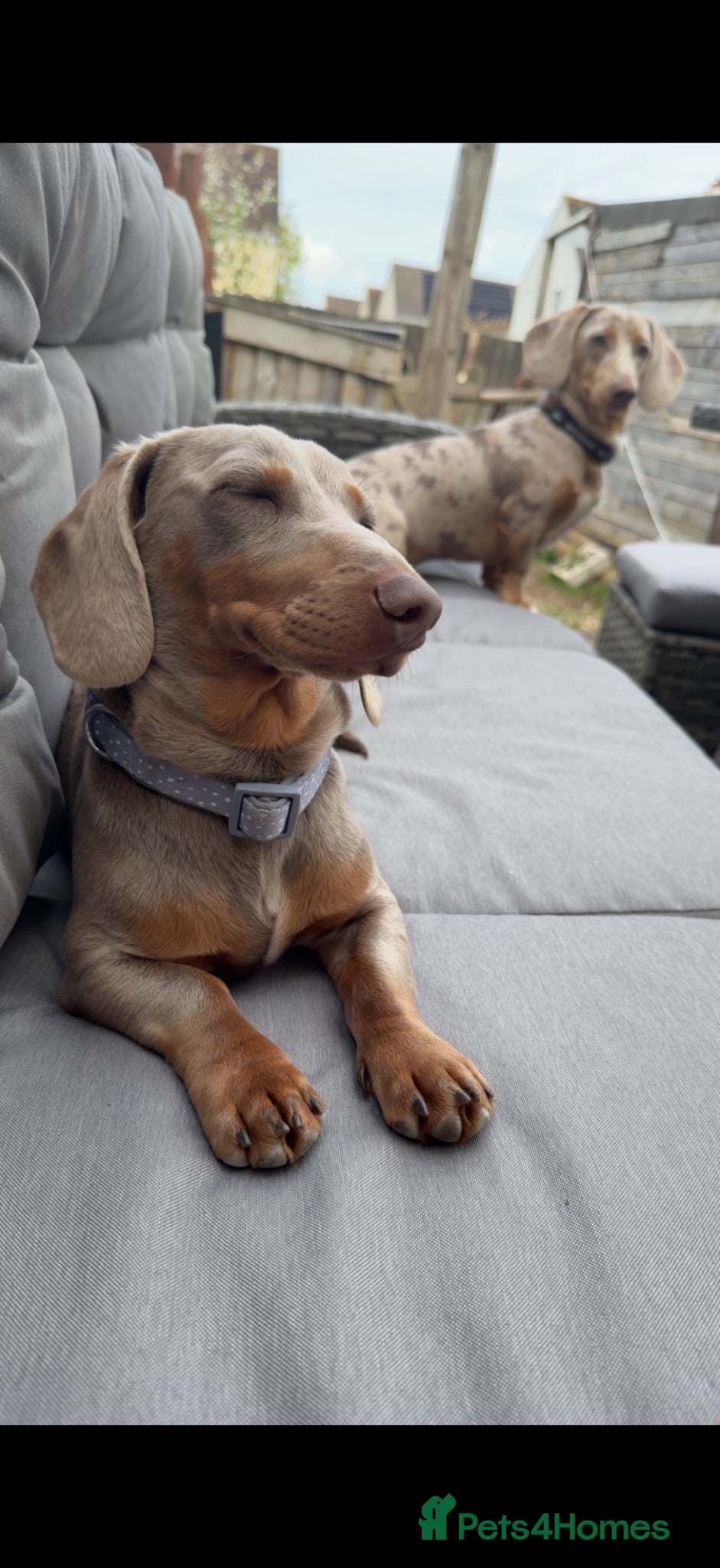 Miniature Dachshund dogs Gorgeous 8 month old male miniature dachshund  - Advert 1