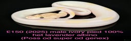 Python Snake reptiles for sale: Various royals for sale. (Reduced)  - Advert 20