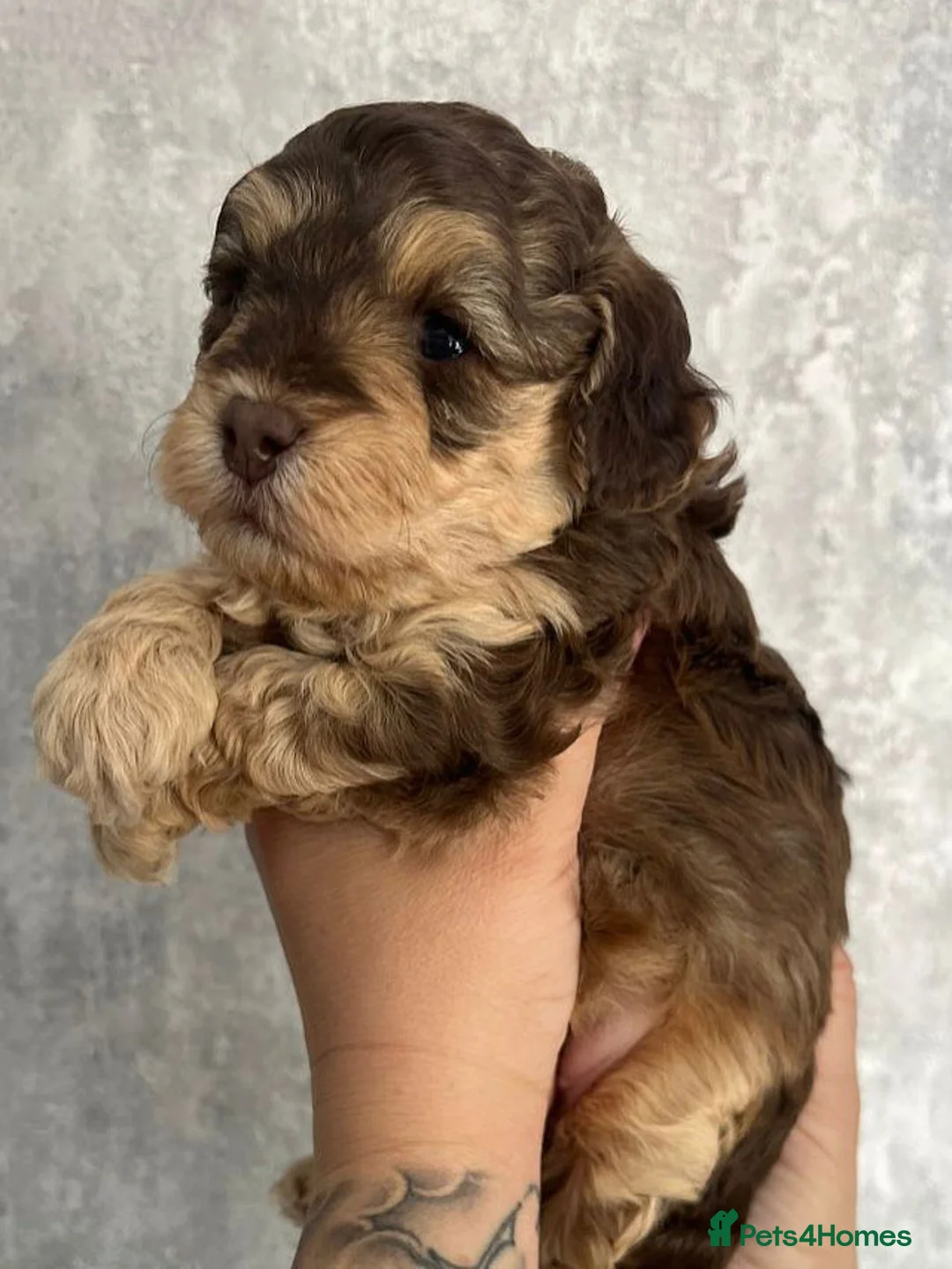 Toy Poodle dogs for stud: KC CHOCOLATE PHANTOM TOY POODLE in Willenhall - Advert 33