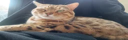 Bengal cats for sale: Bengal boy (2 yrs) for sale - Advert 4