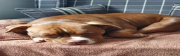 American Bully dogs for sale: Loving pocket bully for re home. - Advert 10