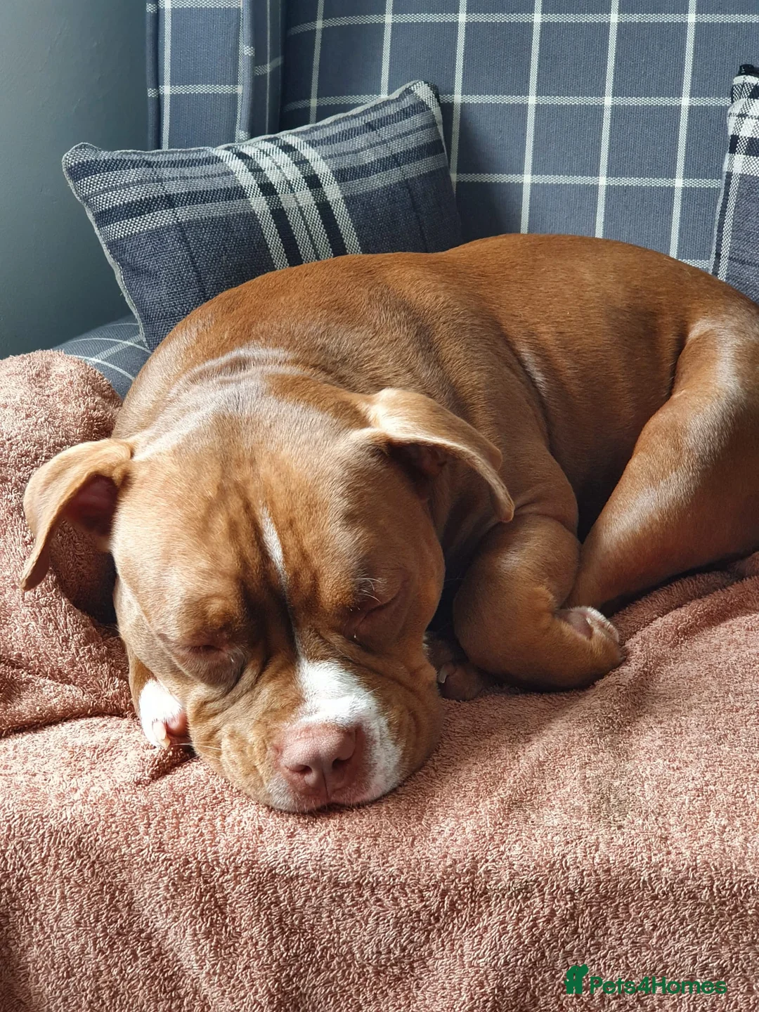 American Bully dogs for sale: Loving pocket bully for re home. - Advert 10