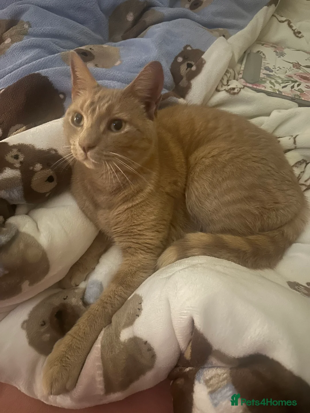 Mixed Breed cats for sale: Apollo needs his new furever home!  - Advert 1
