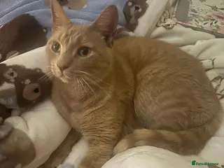 Mixed Breed cats Apollo needs his new furever home! - Advert 1