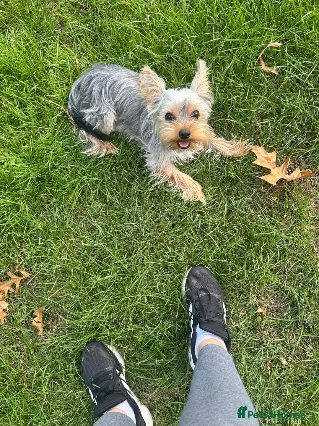 Yorkshire Terrier dogs for sale: Yorkshire Terrier Puppy - Advert 5