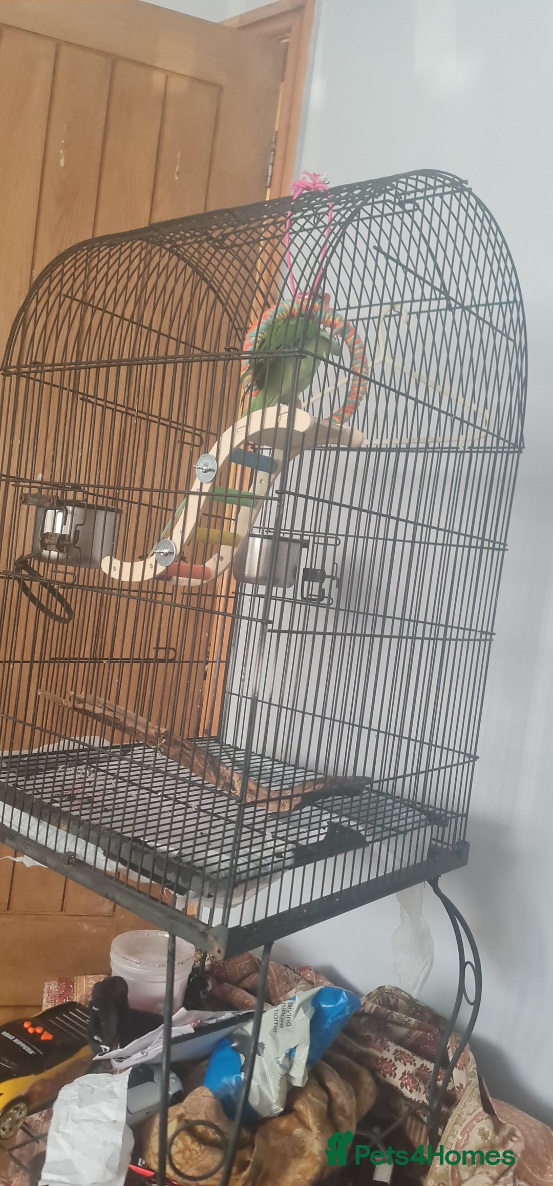 Parrots birds for sale: Alexandera parrot - Image 1