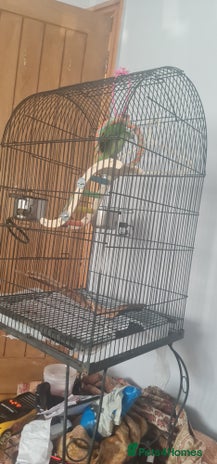 Parrots birds - Advert 9