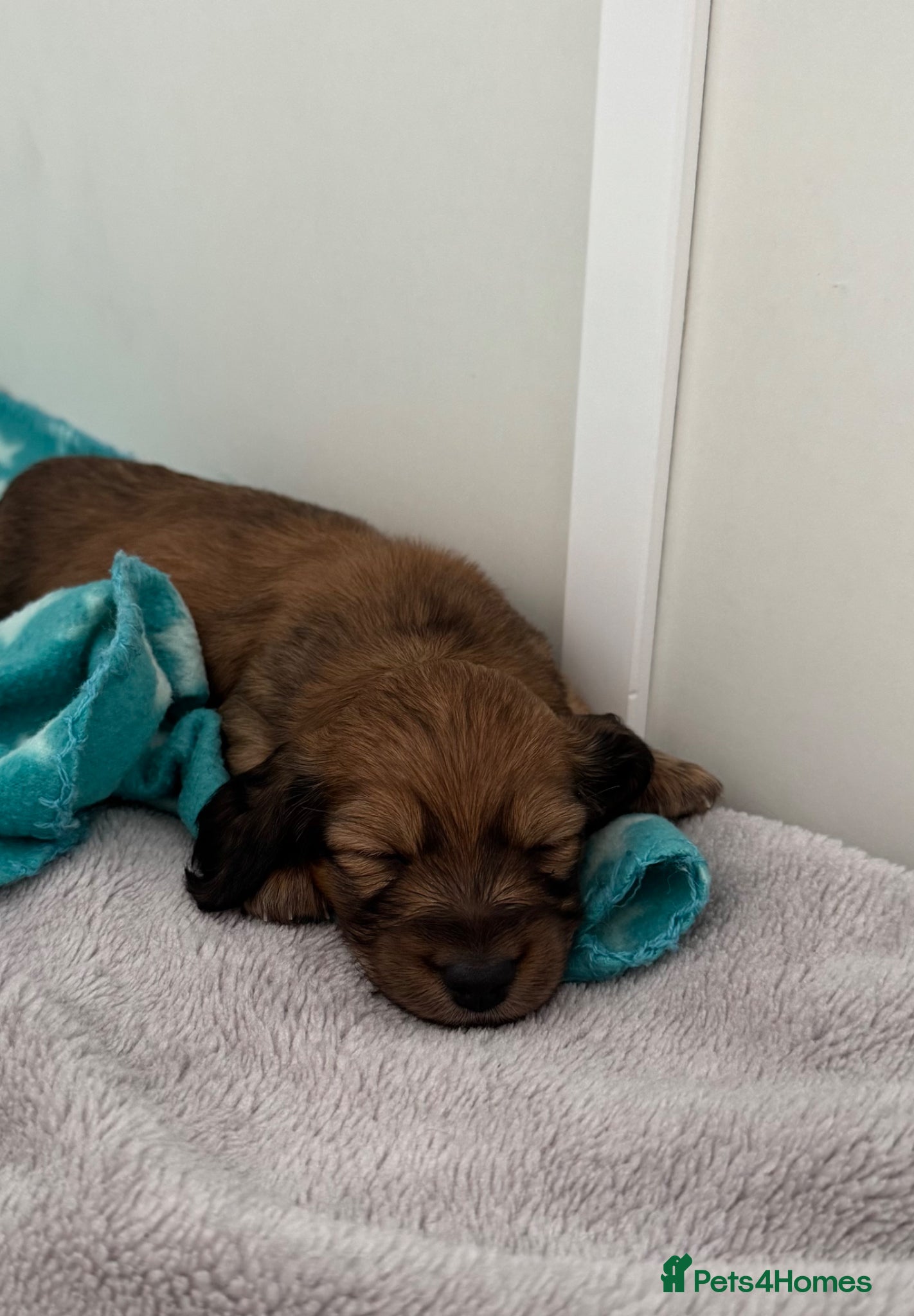 Miniature Dachshund dogs RUSSIAN CHAMPION BLOODLINE / MINIATURE LONG HAIRED - Advert 2