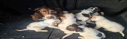 Cocker Spaniel dogs for sale: 6 cocker spaniels  - Advert 9