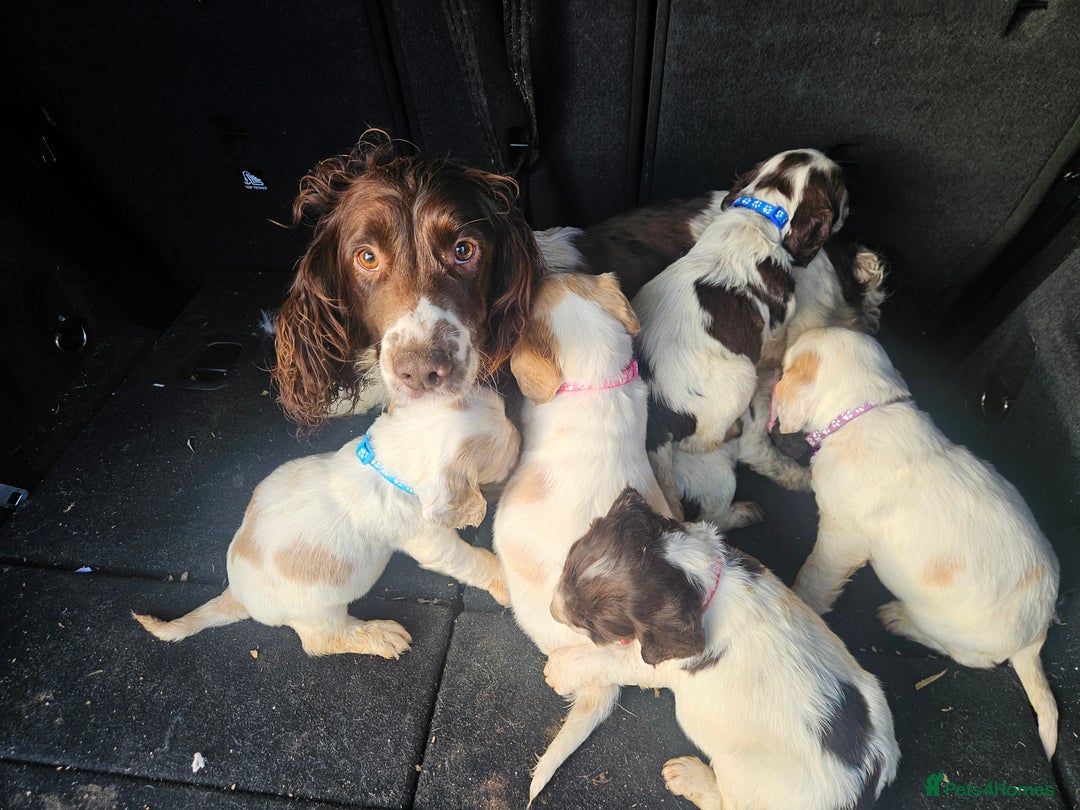 Cocker Spaniel dogs for sale: 6 cocker spaniels  - Advert 9