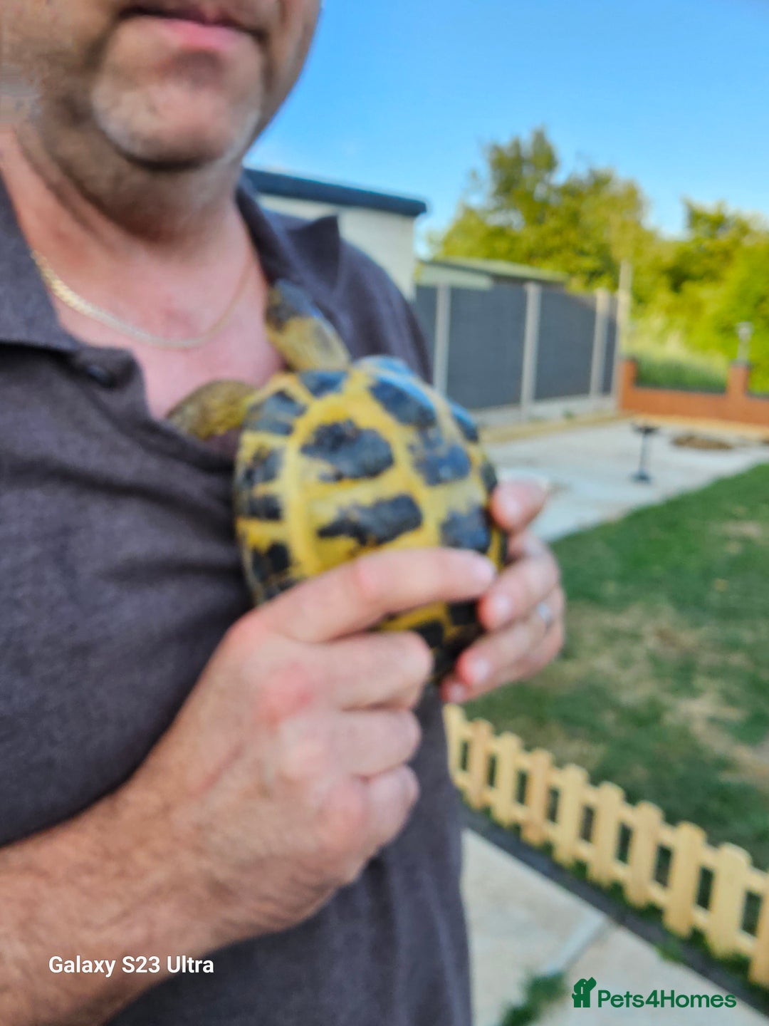 Hermann Tortoise reptiles for sale: Hurmman Tortoise  - Image 12
